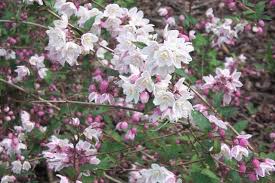 Image result for Deutzia x hybrida ′Mont Rose