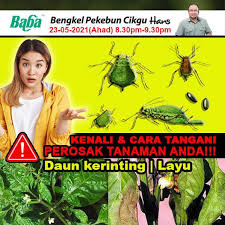 Amalan petani tidak membuang atau mencabut pokok perumah (host plants) tertentu yang sebenarnya menjadi perumah virus juga menjadi punca serangan jadi daun cili kerekot. Hijauan Baba Daun Kerinting Dan Lecur Lepastu Layu Alamak Dah Kenapa Pulak Nilah Cabaran Yang Akan Di Hadapi Oleh Pekebun Yang Bercucuk Tanam Pokok Cili Dan Pokok Pokok Lain Juga Daun Kerinting Pemula