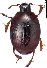As grants and science manager, i oversee the grant awarding process, among other responsibilities. Xestipyge Puncticulatum Desbordes 1919 Syntype Dorsal View Ris 6 Download Scientific Diagram