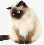 Himalayan cat - Wikipedia