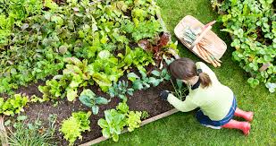 We did not find results for: 5 Tips And Tricks For Cultivating Your Own Raised Bed Vegetable Garden Our State