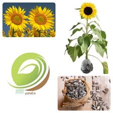 Menikmati matahari terbenam di kebun bunga matahari serpong. Jual Paket 10 Bibit Tanaman Bunga Matahari Jakarta Pusat Shop Storree Tokopedia