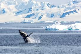 Humans have never settled on antarctica because of its brutal climate, but, since its discovery in the early 1800s, explorers and. Antarctica Whale Watching Trip With Polar Latitudes Departures