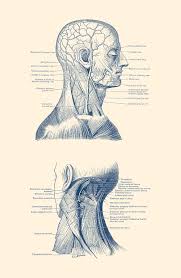 A collection of anatomy notes covering the key anatomy concepts that medical students need to learn. Head And Neck Anatomy Drawing