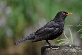 Image result for black bird