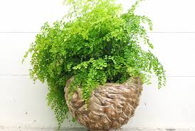 The plants below are known to cause dogs/cats to get sick if ingested, although they don't lead to any serious illnesses. 20 Plants That Are Safe For Children Cats And Dogs