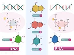 Dna Vs Rna Differences And Similarities Dna Rna Polymerase Molecular Biology