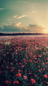 Dreaming of the flower fields / carlsbad, ca | flowers. Aesthetic Red Flower Field Wallpapers Wallpaper Cave