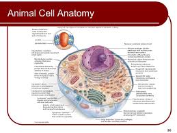 Learn here about the different animal cell parts and types. Biology 9th Ed Sylvia Mader Ppt Download