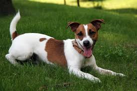 Maybe you would like to learn more about one of these? What Does A Jack Russell Terrier Look Like