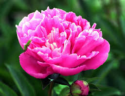 Wer die pfingstrosen (auch päonien genannt) jedoch im heimischen garten pflanzen will, muss einiges beachten. Rosa Pfingstrose Im Sonnenlicht 1269860 Stock Photo Bei Vecteezy