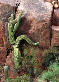 The epiphyllum species are some of the most. Pin On Rock Climbing