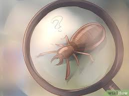 You can use this method to get here once every 20. How To Become A Pest Control Specialist 13 Steps With Pictures