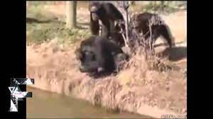 Your favorite animals are jerks. Animals Can Be Jerks Too Youtube