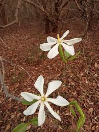Image result for Ochna cinnabarina
