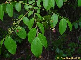 Image result for Clausena anisata
