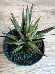Image result for Sansevieria metallica