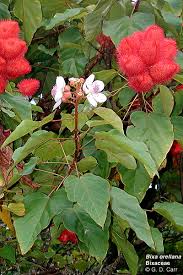 Image result for Bixaceae