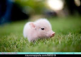 The Dilution of Our Admiration