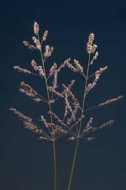 Image result for Sporobolus ioclados