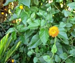 Image result for Crassocephalum vitellinum