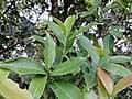 Image result for Syzygium komatiense