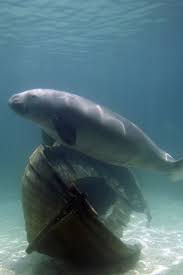 Dugongs (dugong dugon), also known as sea cows, have a broad but fragmented range, encompassing tropical waters from east africa to vanuatu, about 26 degrees both north and south of. Dugongs Unlikely Sirens Of The Sea