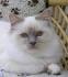 Birman Cat Breed Information, Pictures, Characteristics ...