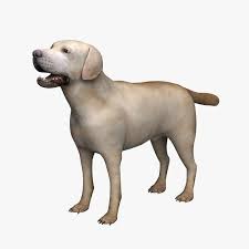 3d Model Labrador Dog Labrador Dog Labrador Dogs