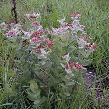 Image result for Pluchea