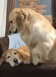 My Face After I Pet A Dog Gif Cute Funny Animals My Pet Dog Cute Animals