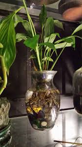 Beta Fish Tank With Live Peace Lily Symbiotic Kit Beta Fish Tank Cool Fish Tank Decorations Fish Tank