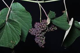 Image result for Vitaceae