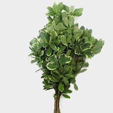 Image result for Pittosporum