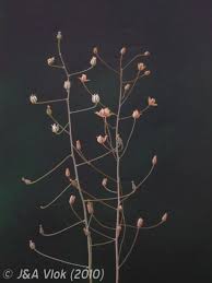 Image result for Eriospermum seineri