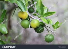 Image result for Dovyalis afra