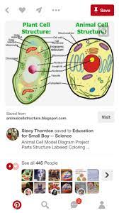 Pin By Marie Mcnulty On Jade Year 7 Model Animal Cell Project Cells Project Animal Cells Model Animal Cell Project
