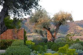Alexander S Crown Acla Landscape Design Modern Landscaping Low Maintenance Garden