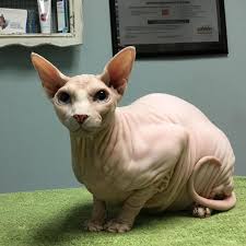 I feel very comfortable leaving my puppy knowing he is being well taken care of!! Family Pet Veterinary Center Norwalk Norwalk Ia