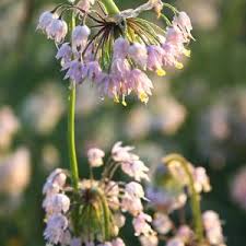 Image result for Clutia sessilifolia