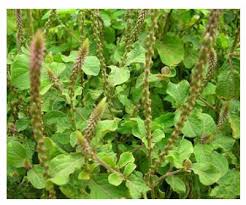 Image result for Achyranthes aspera