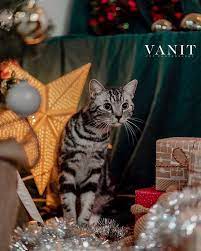 好奇貓 vanit art petphotography 寵物攝影 美國短毛貓 vanitarthk americanshorthair americanshorthaircat americanshorthaircats catso cats pets animals