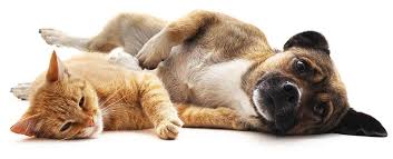 Free spay & neuter certificates (vouchers) and discount spay & neuter coupons are available for los angeles city residents at all six (6) la city animal shelters. Low Income Spay Neuter Voucher Distributions Making A Difference One Animal Life At At Time