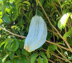 Image result for Telfairia