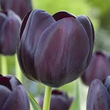 Tulipe Reine De La Nuit En 2020 Tulipe Fleurs Printemps Jardin Mediterraneen
