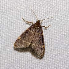 You can look up the words in the phrase individually using these links: Moth Wiktionary