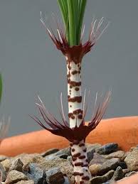 Image result for Gethyllis