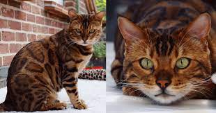 She arrived a few weeks ago from romania. Meet Thor The World S Most Gorgeous Bengal Cat With Spots And Stripes