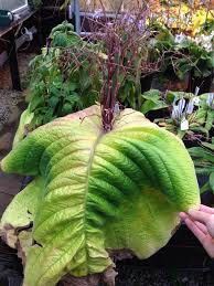 Image result for Streptocarpus sp.nov. aff. S. grandis