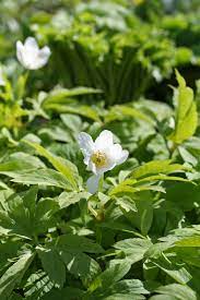 Anemone Nemorosa Wood Anemone Flowers In Oak Forest Latvia Europe Wood Anemone Anemone Oak Forest